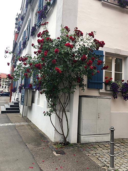 Rosen in Oettingen